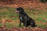 CANE CORSO 1346
